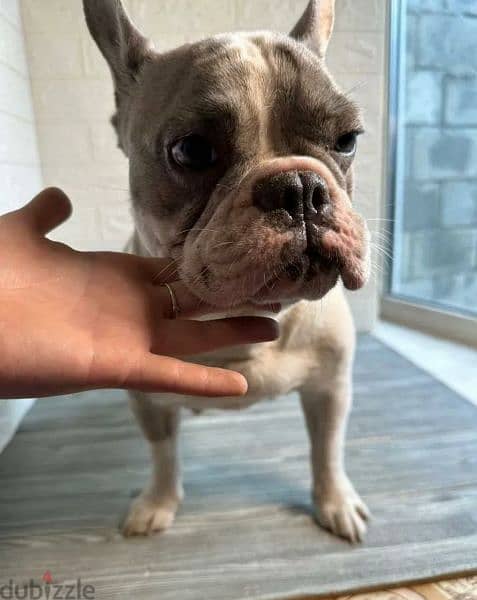 French bulldog Merle Male From Russia 1