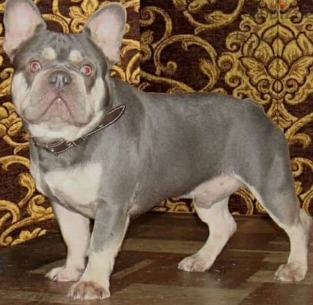 French bulldog Merle Male From Russia 2