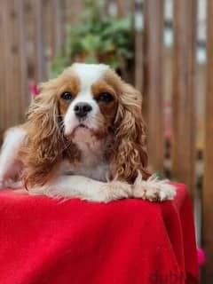 Cavalier King Charles spaniel Male Fci from Russia