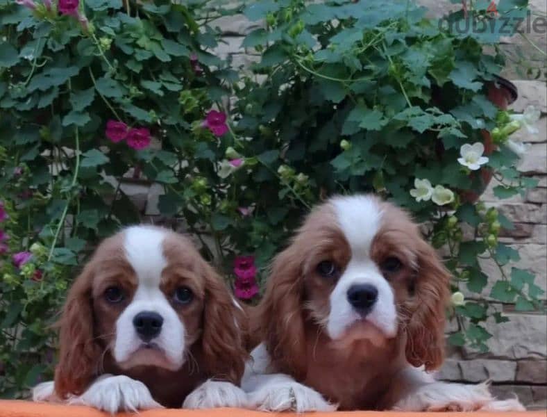 Cavalier King Charles spaniel Male Fci from Russia 1