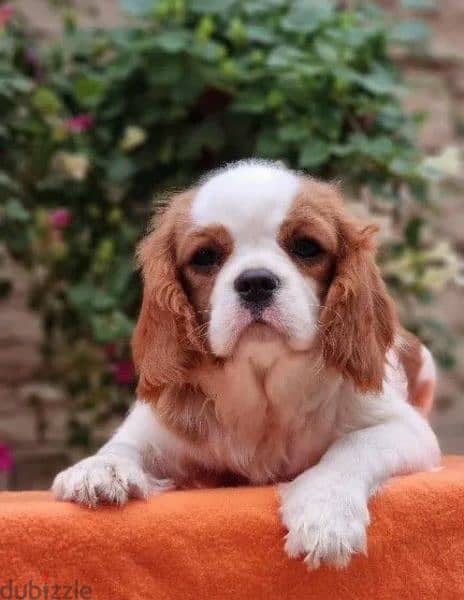 Cavalier King Charles spaniel Male Fci from Russia 2