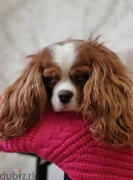 Cavalier King Charles spaniel Male Fci from Russia 4