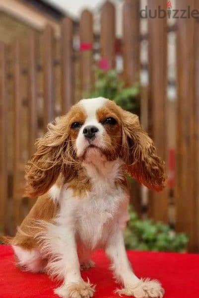 Cavalier King Charles spaniel Male Fci from Russia 5