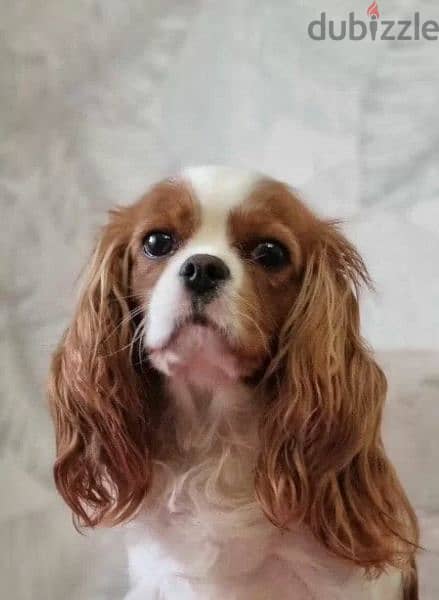 Cavalier King Charles spaniel Male Fci from Russia 6