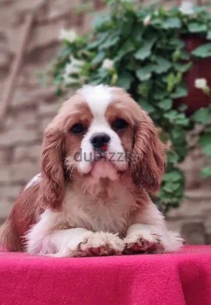 Cavalier King Charles spaniel Male Fci from Russia 7