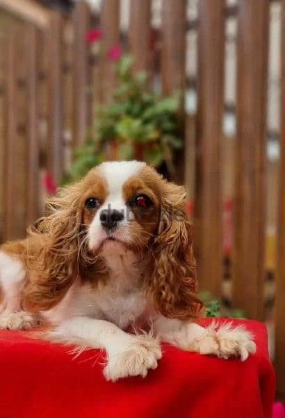 Cavalier King Charles spaniel Male Fci from Russia 8