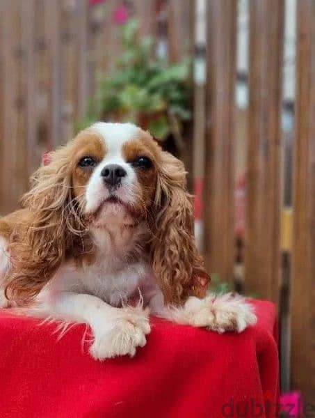 Cavalier King Charles spaniel Male Fci from Russia 9