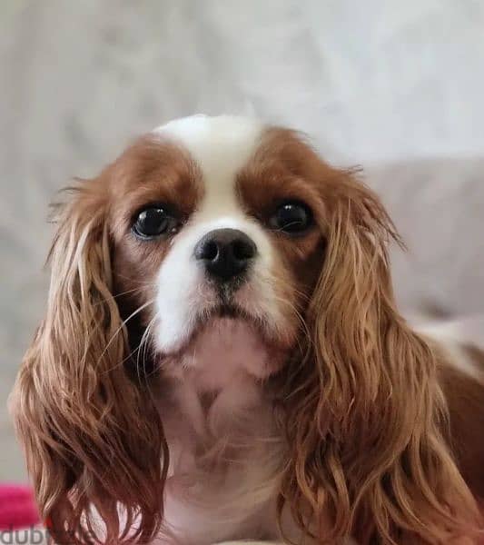 Cavalier King Charles spaniel Male Fci from Russia 10