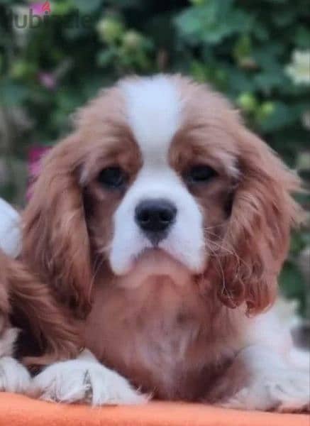 Cavalier King Charles spaniel Male Fci from Russia 11