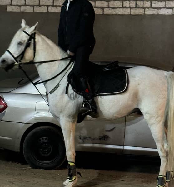 حصان عربي اصيل  بورقه والشهاده العمر خمس سنوات والمشتري هيسجل ويختم 3