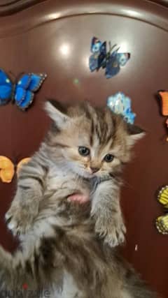 قطط شيرازي بيور عمر 55 يوم ولد وبنت