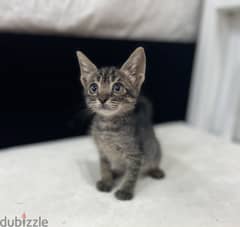 Cute tabby kitten. Trained to litter box. Clear and calm boy. 0