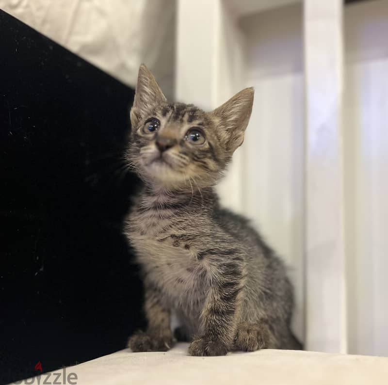 Cute tabby kitten. Trained to litter box. Clear and calm boy. 1