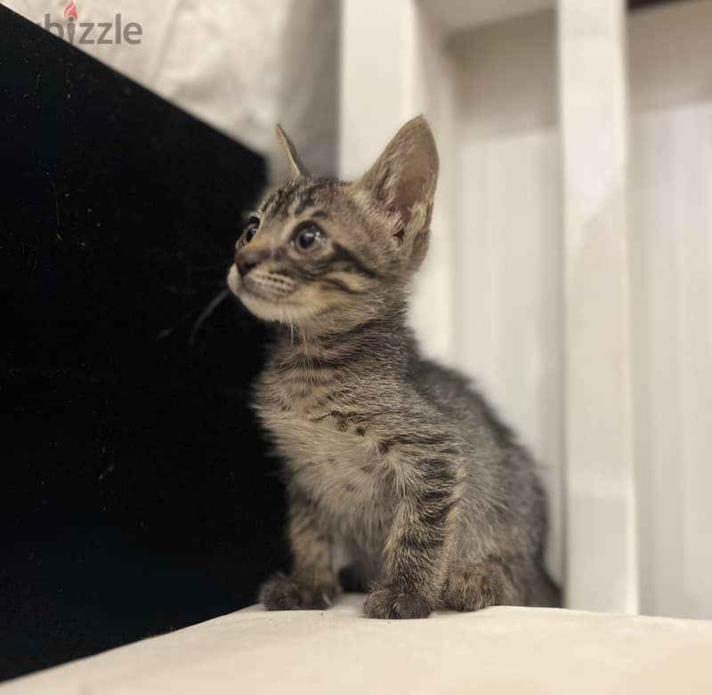 Cute tabby kitten. Trained to litter box. Clear and calm boy. 2