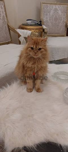 Shirazy Male Cat for marriage