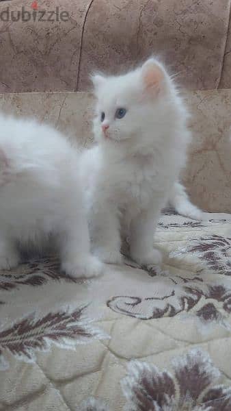 قطه شيرازي 1