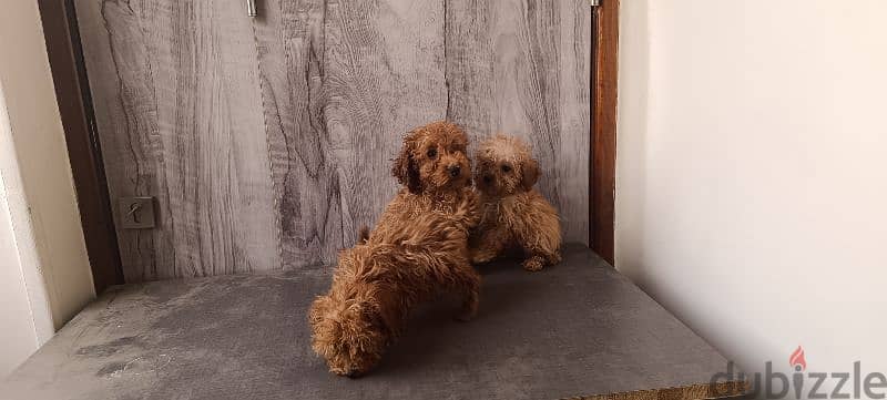 poodle puppies جراوي بودل 1