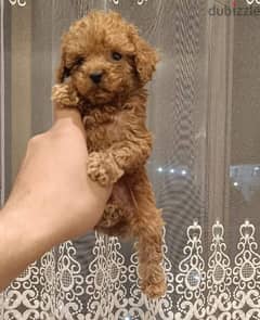 poodle puppies جراوي بودل 0