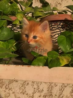shiraz kitten