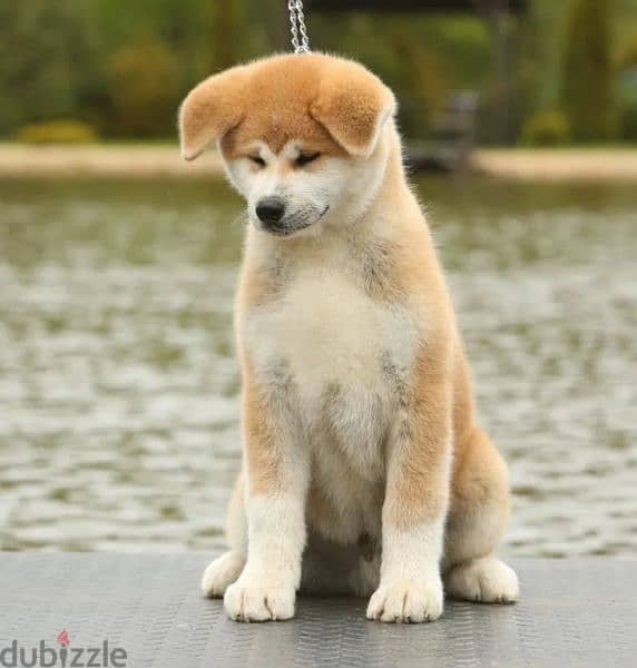 Japanese Akita Male From Russia 1