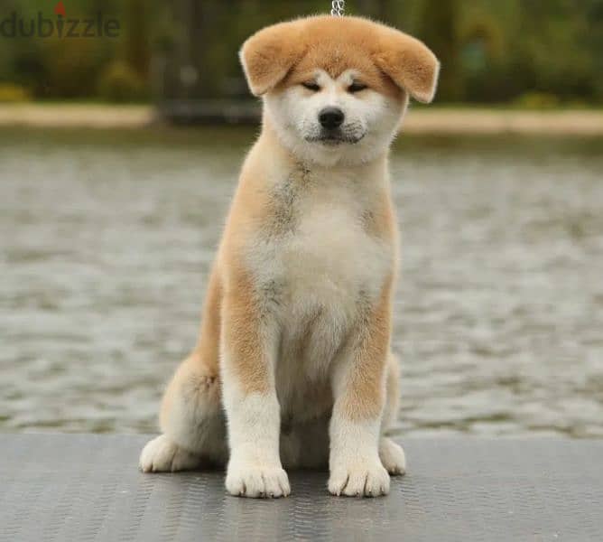 Japanese Akita Male From Russia 2