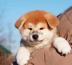 Japanese Akita Inu puppies From Russia 0