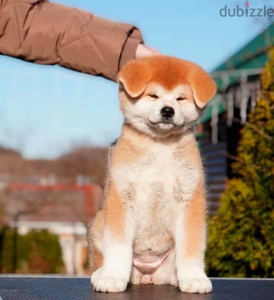 Japanese Akita Inu puppies From Russia 2