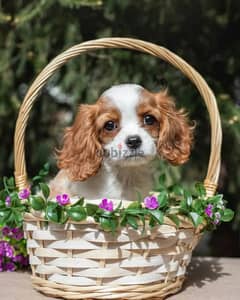 Cavalier King Charles spaniel Female From Russia