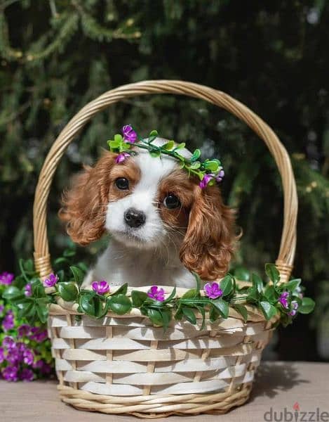 Cavalier King Charles spaniel Female From Russia 1