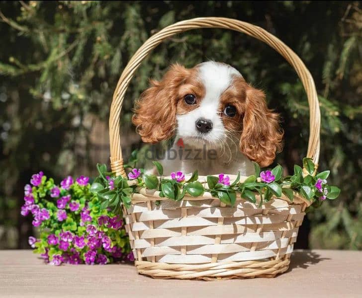 Cavalier King Charles spaniel Female From Russia 2