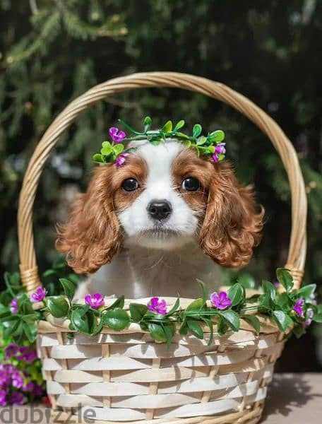 Cavalier King Charles spaniel Female From Russia 3