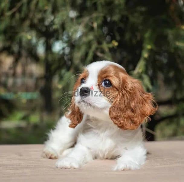 Cavalier King Charles spaniel Female From Russia 4