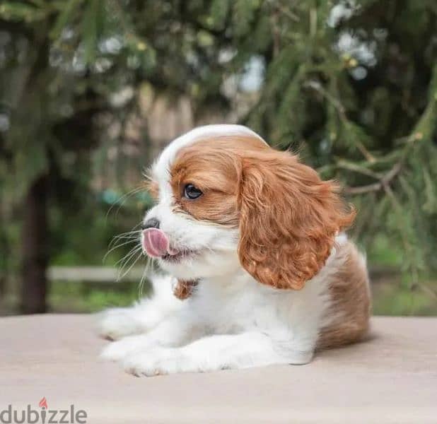 Cavalier King Charles spaniel Female From Russia 5
