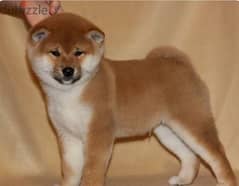 Shiba Inu Male From Russia with all documents 0