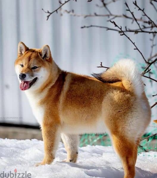 Shiba Inu Male From Russia with all documents 1