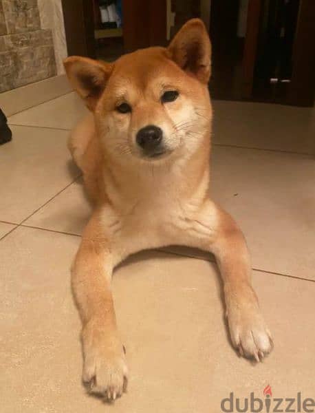 Shiba Inu Male From Russia with all documents 2