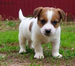 Jack Russell terrier puppy Male