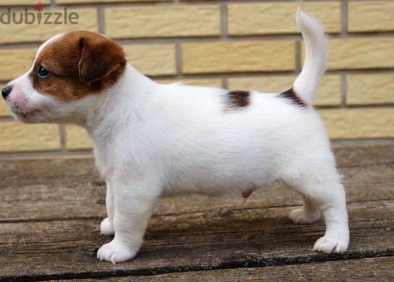 Jack Russell terrier puppy Male 1
