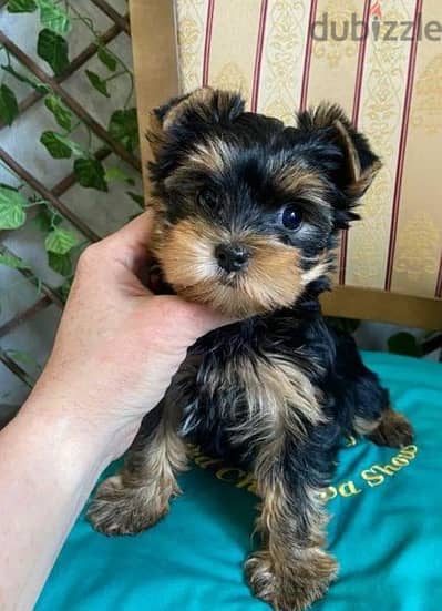 Beautiful Yorkshire Male From Russia