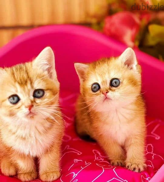 Imported British Straight Kittens From Russia 2