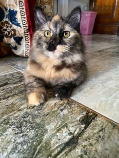 قطة بنت ٦ شهور