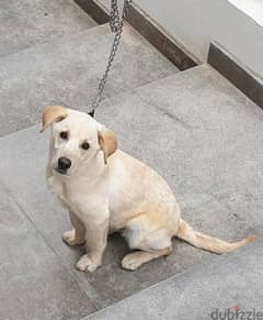 Labrador Retriever for Adoption كلب لابرادور للتبني