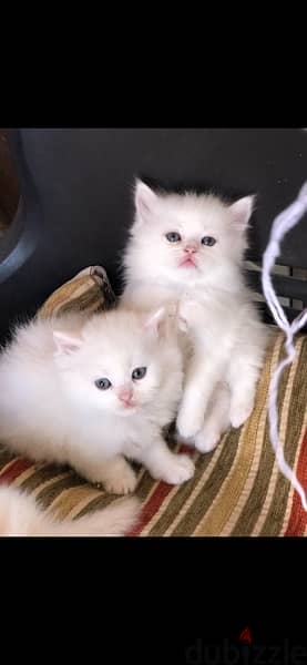 cats-201358911