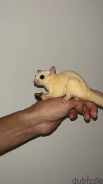 LEUCISTIC  sugar glider very tame and playful شوقر قلايدر شوجر جلايدر