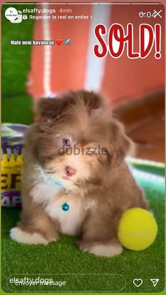 كلب هفانيز للبيع - Havanese dog for sale 4