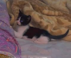قط شيرازي صغير عندو ٣ شهور