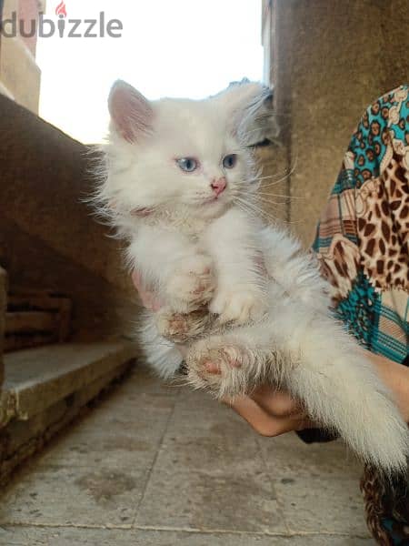 قطط شيرازي بيور بيحبو اللعب جداا و مرفق صوره الاب و الام 2