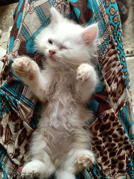 قطط شيرازي بيور بيحبو اللعب جداا و مرفق صوره الاب و الام 3