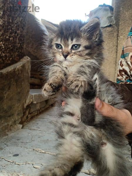 قطط شيرازي بيور بيحبو اللعب جداا و مرفق صوره الاب و الام 4