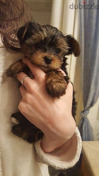 تيكب يورك شاير بيور يوركشاير  Teacup Yorkshire